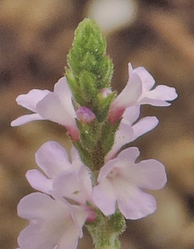 Verbena officinalis